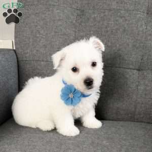 Bobby, West Highland Terrier Puppy